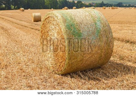 Large Straw Bales Lie In The Sunshine On A Harvested Field.