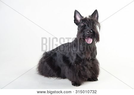 Young Scottish Terrier Isolated On A White Background