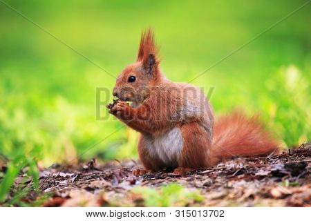 Cute And Furry Squirrel With The Nut Is Sitting On The Ground In Spring City Park
