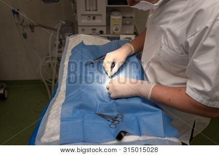 Vet Doing The Operation For Sterilization. The Cat On The Operating Table In A Veterinary Clinic. Ca