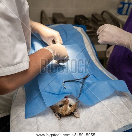 Vet Doing The Operation For Sterilization. The Cat On The Operating Table In A Veterinary Clinic. Ca