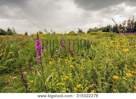 Purple Loosestrife Or Lythrum Salicaria And Yellow Flowering Common Fleabane Or Pulicaria Dysenteric