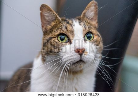 Portrait Of A Curious Grey And White Tigerstriped Cat In The Room