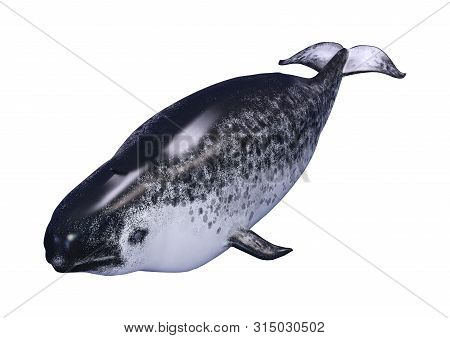 3D Rendering Female Narwhal On White