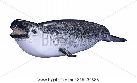 3D Rendering Female Narwhal On White