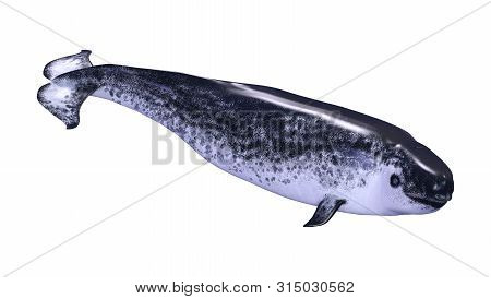 3D Rendering Female Narwhal On White