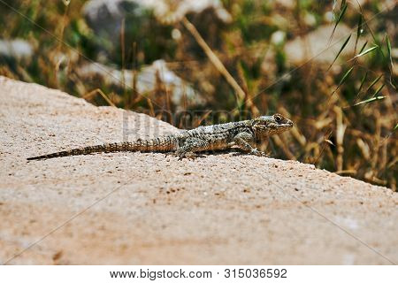 Lizard Agama Hardun On A Rock On The Island Of Rhodes In Greece