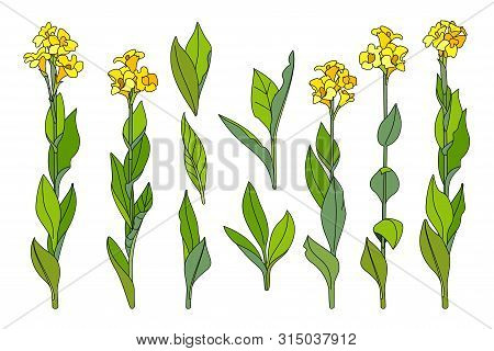 Vector Handdrawn Plant Clipart Canna Lily Flowers Set