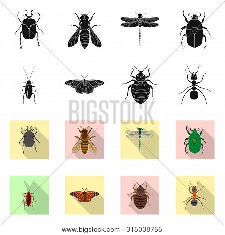 Vector Illustration Of Insect And Fly Icon. Collection Of Insect And Element Stock Symbol For Web.