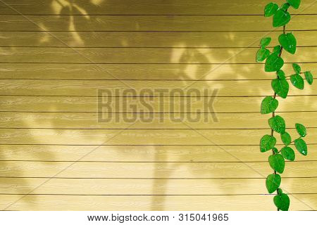 Green Leaves Of Coatbuttons Nature Border And Shadow Plant Tree On Orange Wood