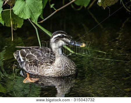 A Family Of Eastern Spot-billed Ducks, Anas Zonorhyncha, Swim In A Small River In Western Yokohama, 