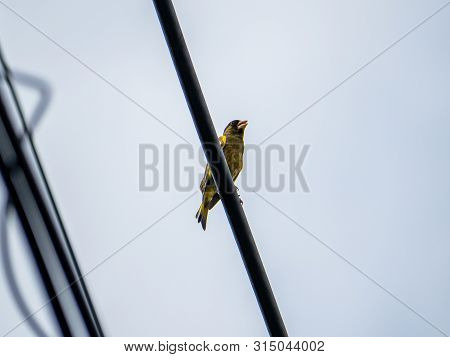 An Oriental Greenfinch, Also Called A Grey-capped Greenfinch Or Chloris Sinica, Perches On A Power L