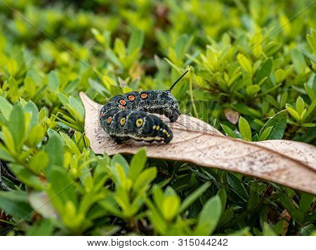 An Impatiens Hawkmoth Caterpillar, Theretra Oldenlandiae, Rests On A Leaf In A Japanese Garden.