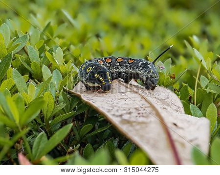 An Impatiens Hawkmoth Caterpillar, Theretra Oldenlandiae, Rests On A Leaf In A Japanese Garden.