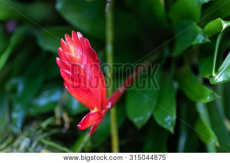 Red Bromeliad