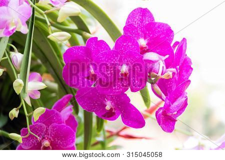 Orchid Flower