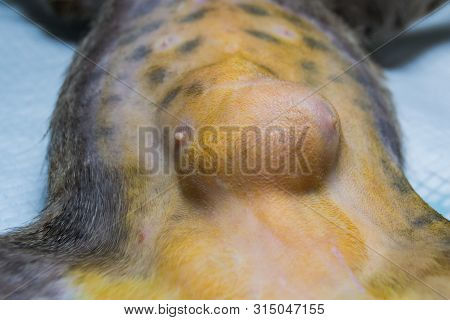 Close-up Photo Of A Cat Abdomen With Epiplocele (omentum Hernia) At The Veterinary Clinic