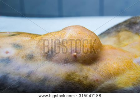 Close-up Photo Of A Cat Abdomen With Epiplocele (omentum Hernia) At The Veterinary Clinic