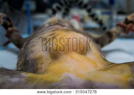 Close-up Photo Of A Cat Abdomen With Epiplocele (omentum Hernia) At The Veterinary Clinic