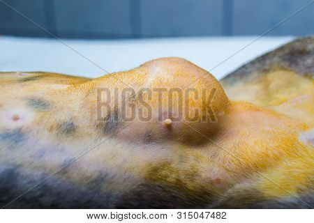 Close-up Photo Of A Cat Abdomen With Epiplocele (omentum Hernia) At The Veterinary Clinic