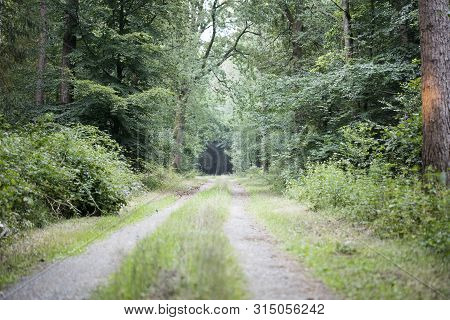 Walking On Wild Forest Road Dorsten Background Fine Art In High Quality Prints Products