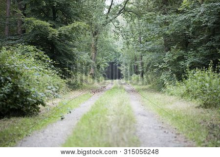Walking On Wild Forest Road Dorsten Background Fine Art In High Quality Prints Products