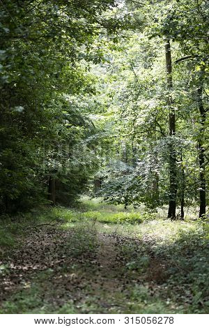 Walking On Wild Forest Road Dorsten Background Fine Art In High Quality Prints Products
