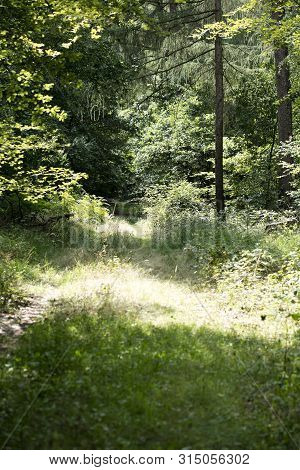 Walking On Wild Forest Road Dorsten Background Fine Art In High Quality Prints Products