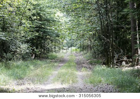Walking On Wild Forest Road Dorsten Background Fine Art In High Quality Prints Products
