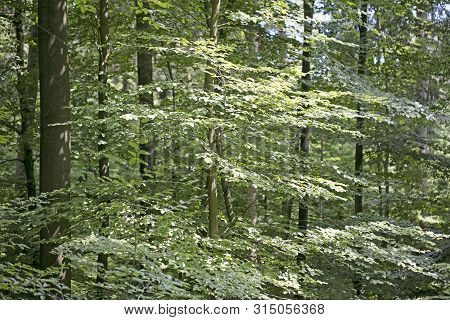 Walking On Wild Forest Road Dorsten Background Fine Art In High Quality Prints Products