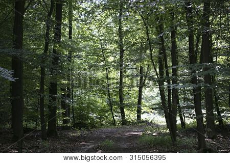 Walking On Wild Forest Road Dorsten Background Fine Art In High Quality Prints Products