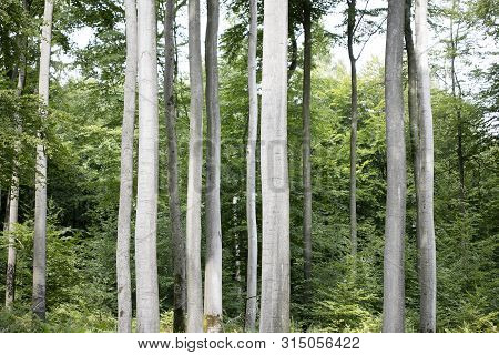 Walking On Wild Forest Road Dorsten Background Fine Art In High Quality Prints Products