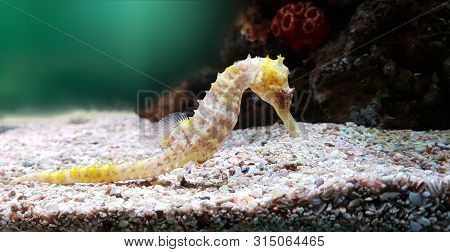 Thorny Seahorse Cute Sea Animal / Beautiful Yellow Sea Horse Swimming Underwater Ocean