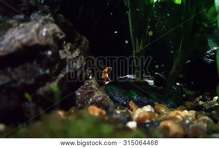 Red Strawberry Poison Dart Frog Costa Rica And Nicaragua. Beautiful Poisonous Animal From The Centra