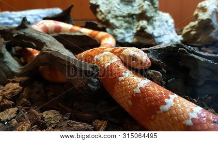 Red Snake Is A Popular Snake. Raising A Pet Hunt For Small Prey By Shrinking Found Throughout The So