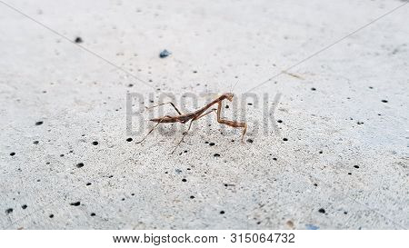 Praying Mantis Or Mantis Religiosa Is A Large Hemimetabolic Insect In The Family Of The Mantidae.