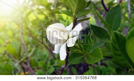 Beautiful Gardenia Jasminoides Flower On Tree In Garden