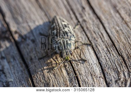 Macro Face Of Chalcophora Mariana Or Big Pine Zlatka Beetle