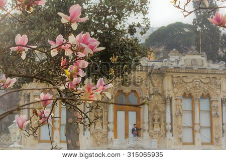 Pink Magnolia Tree In Blossom At Ihlamur Palace Of Istanbul