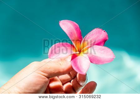 Hand Holding Flowers. Tropical Flowers Frangipani Plumeria, Leelawadee Floating In The Water. The Sp
