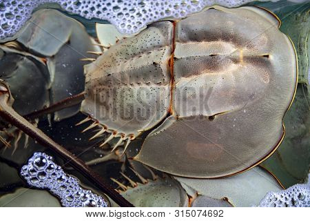 Sea Clam In Shell, Horseshoe Crab