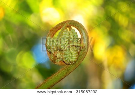 Fiddle Head Found On The Pihea Trail, In The Na Pali Kona Forest Preserve, On The Island Of Kauai, H
