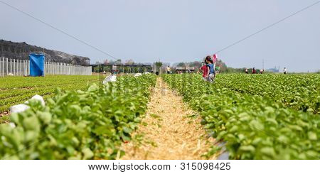 Strawberry field in the village of Kisac. Kisac is located in the Voivodina, Serbia and is known for the cultivation of the strawberries