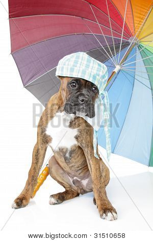 Cucciolo boxer con ombrello su sfondo bianco