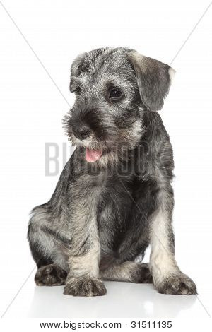 Standard Schnauzer Puppy