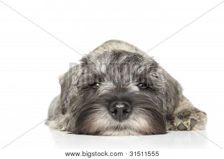 Miniature Schnauzer hvalp. Close-up
