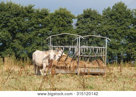 Charolaise Cows Eating Hay In A Feeder During Drought In Summer