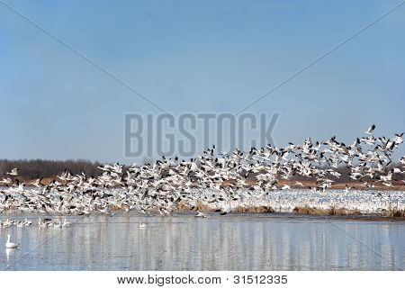 Śnieg gęsi