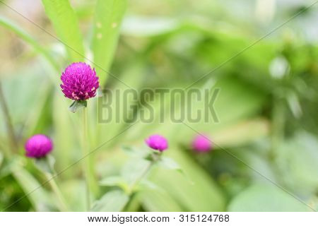 Thousand Years Of Purple Flowers Green Leaves