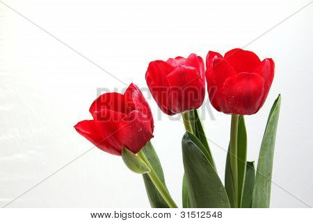 the color of love